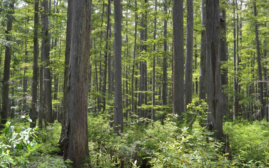 Exercising Safety in the Shawnee National Forest