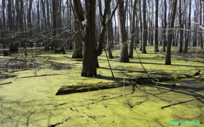 Hiking & Extreme Heat: Lessons Learned at Cache River State Natural Area