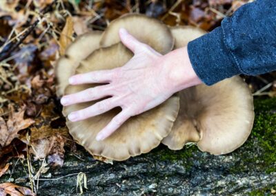 Mushrooms