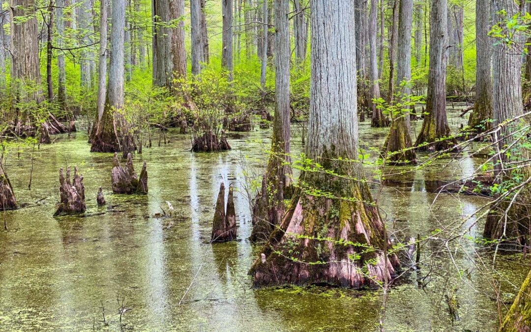 Hiking with Shawn’s Trail Guide Series: Heron Pond