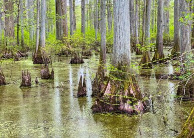 Heron Pond Swamp