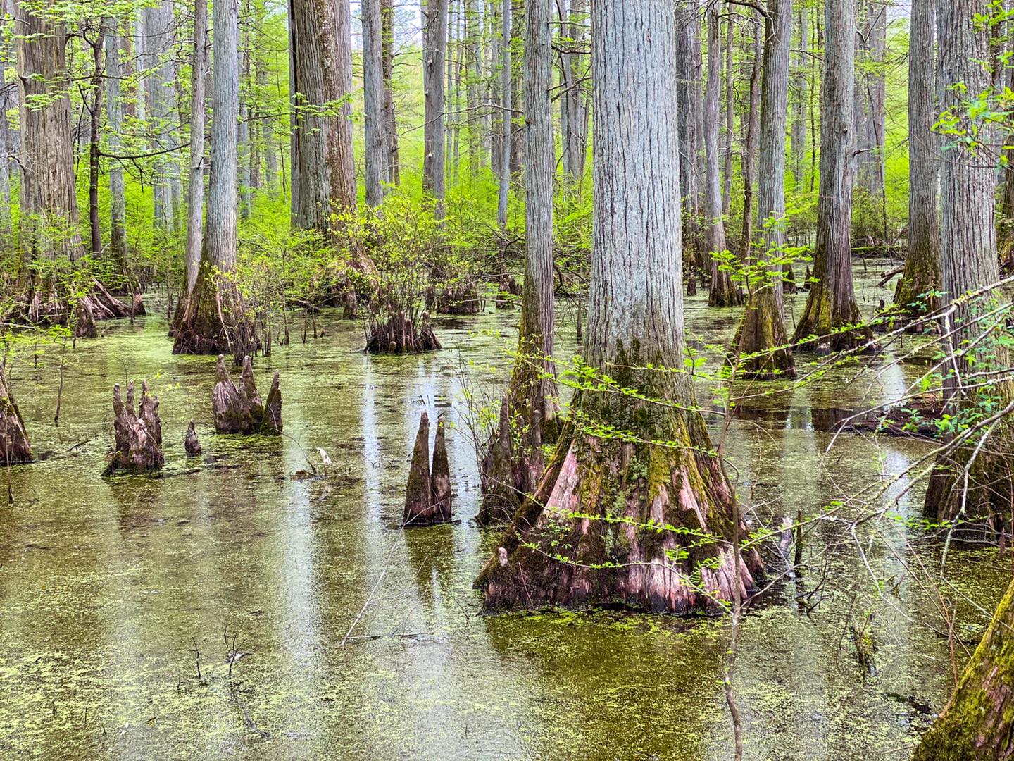 Heron Pond Swamp