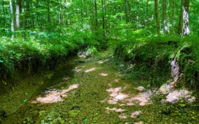 Hiking with Shawn’s Trail Guide Series: Horse Creek Trail