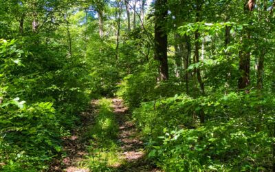 How to Hike in Extreme Heat and Humidity