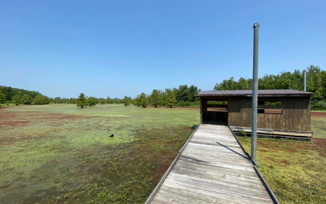 Top 10 Shawnee National Forest Handicap Accessible Trails in Southern Illinois
