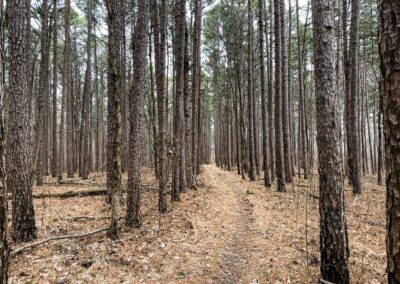 Shawnee National Forest Bear Branch