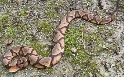 Shawnee National Forest Snakes: Should you be concerned?