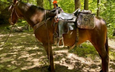 10 Shawnee National Forest Equestrian Friendly Trailheads to Visit