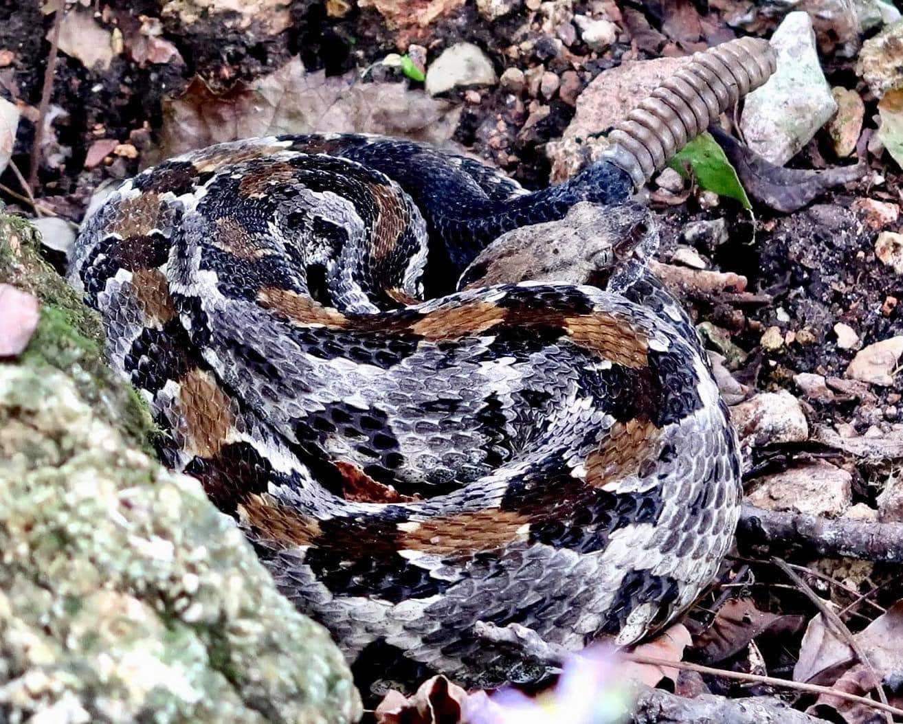 A Timber Rattlesnake