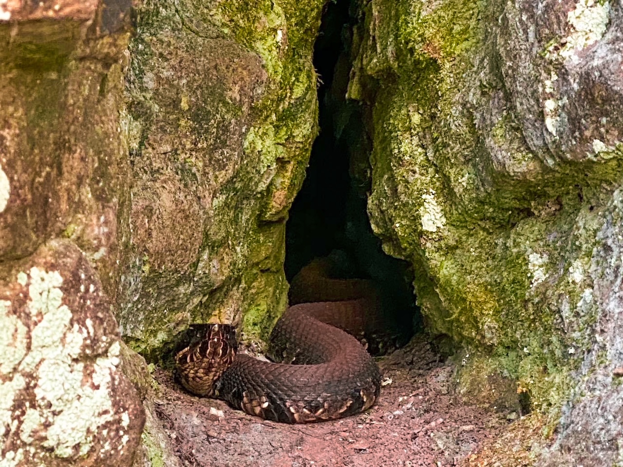 Spooky Hiking Trail Snake Road