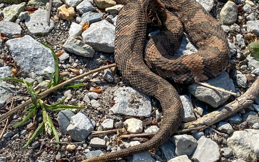 Snake Road Illinois Hiking with Shawn Trail Journal