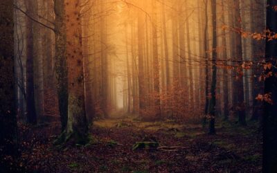 How to Survive after getting Lost in the Woods