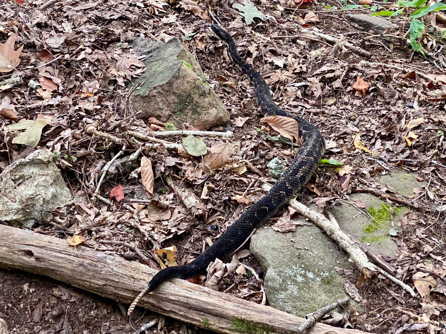 Snake Road Survey