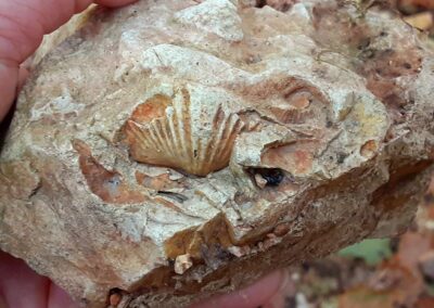 Fossil Creek Rocks