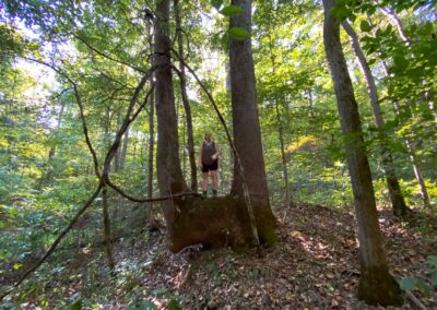 Large Indian Tree