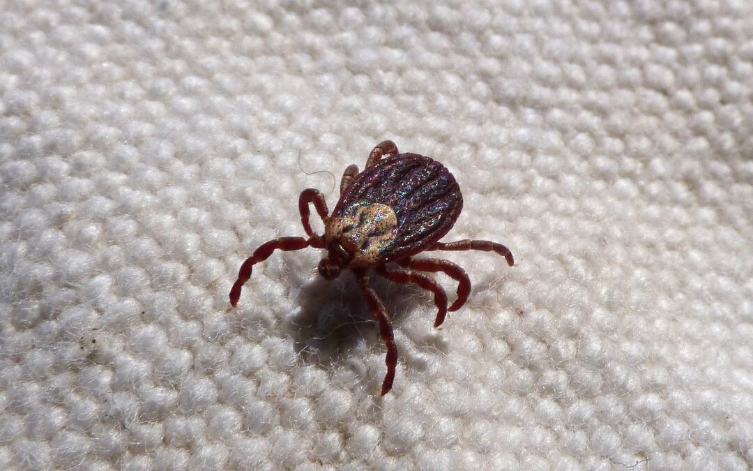Hiking Tip of the Day: Use Permethrin