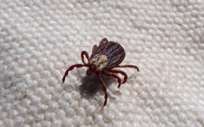 Hiking Tip of the Day: Use Permethrin