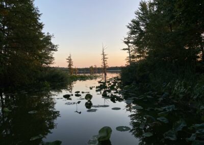 Mermet Lake Swamp