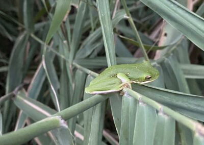 Mermet Wildlife