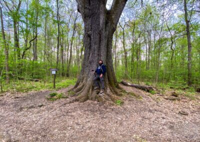 Champion Cherrybark Oak