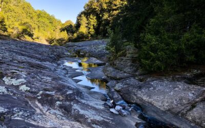 Mill Branch Trail Guide