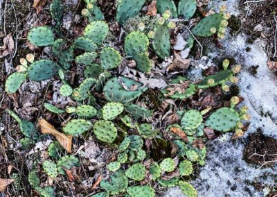 Prickly Pear Cactus