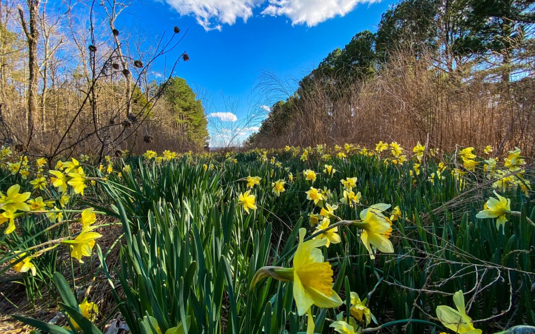 Outdoor Adventures in Southern Illinois for Every Season