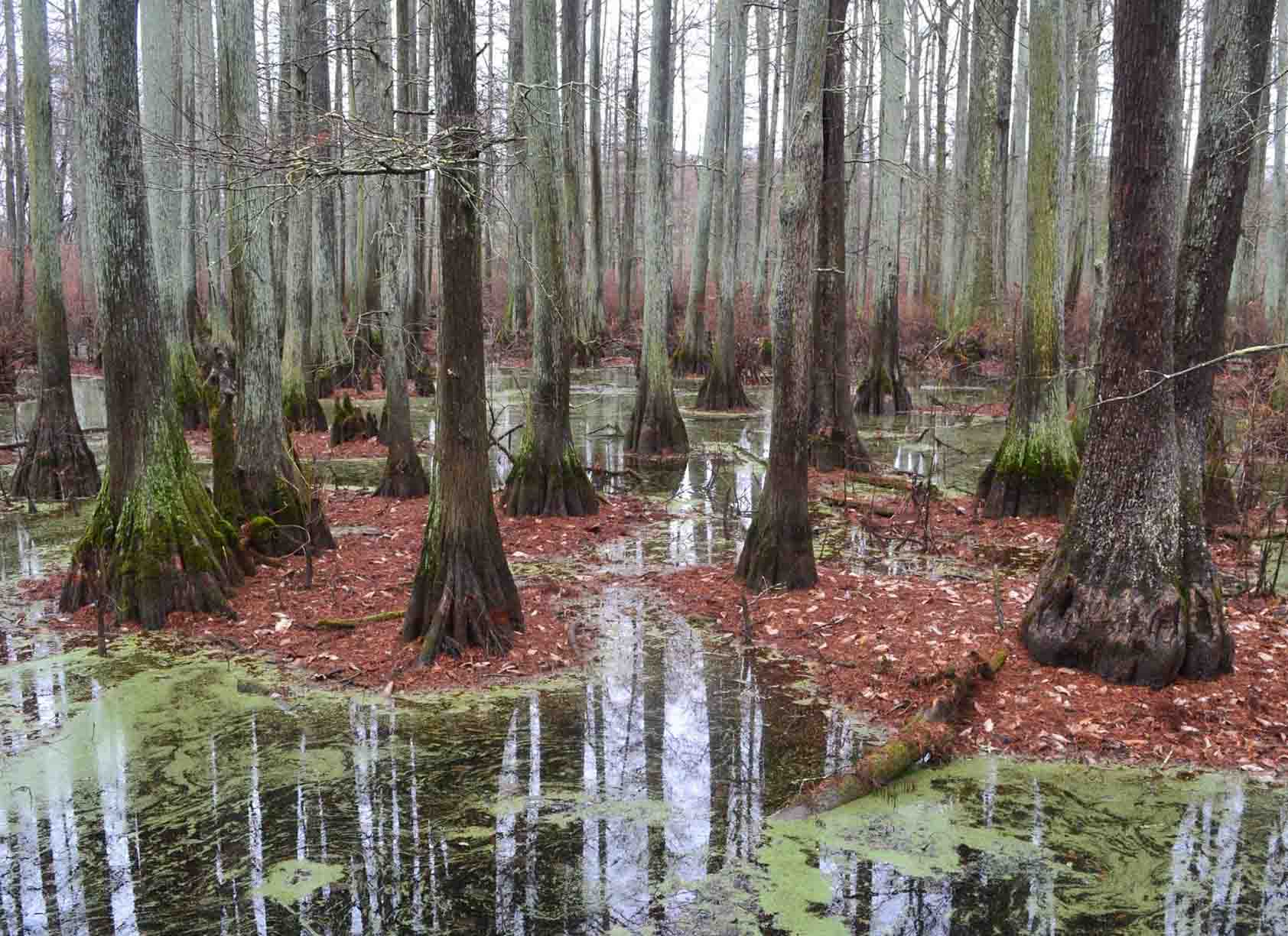 Cache River State Natural Area