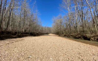 9 Scenic Creek Hikes in Southern Illinois to Enjoy this Summer