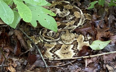 Top 10 Summer Hiking Hazards in the Shawnee National Forest