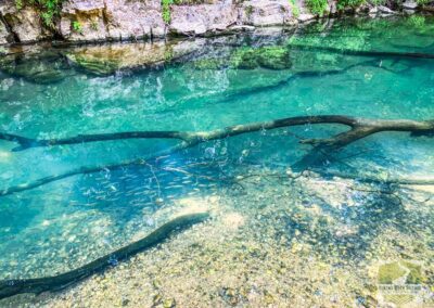 Spring-Fed Creek Water with Fish