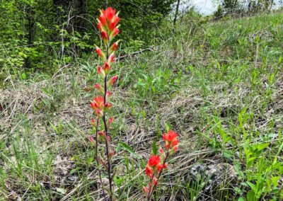 Wildflowers at Victoria Glades