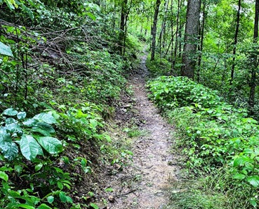 Trail Run
