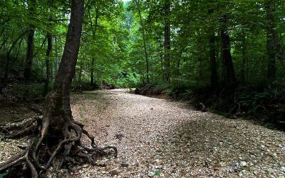 ASMR LBL Creek Hike Video