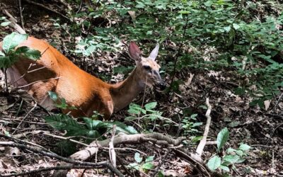 10 Great Hiking Trails to Avoid Hunters in Southern Illinois