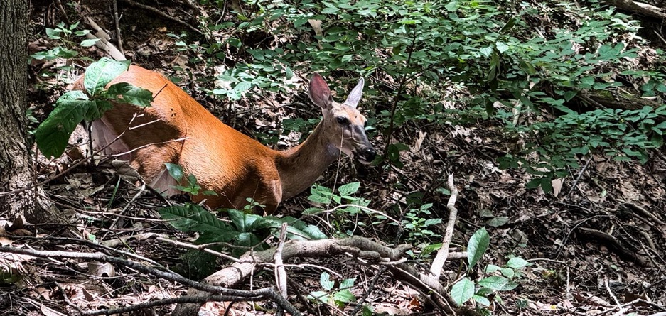 10 Great Hiking Trails to Avoid Hunters in Southern Illinois