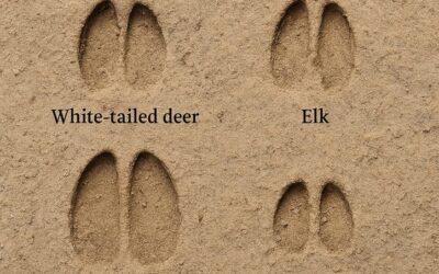 How to Read Winter Animal Tracks on Your Hike