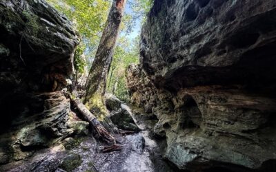 Pickle Springs Natural Area Trail Guide