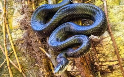 Snake Road 2025 Fall Migration Video