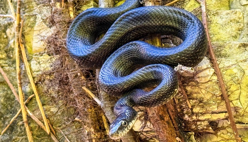 Snake Road 2025 Fall Migration Video