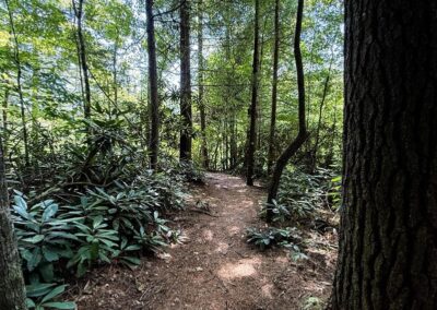 Daniel Boone National Forest