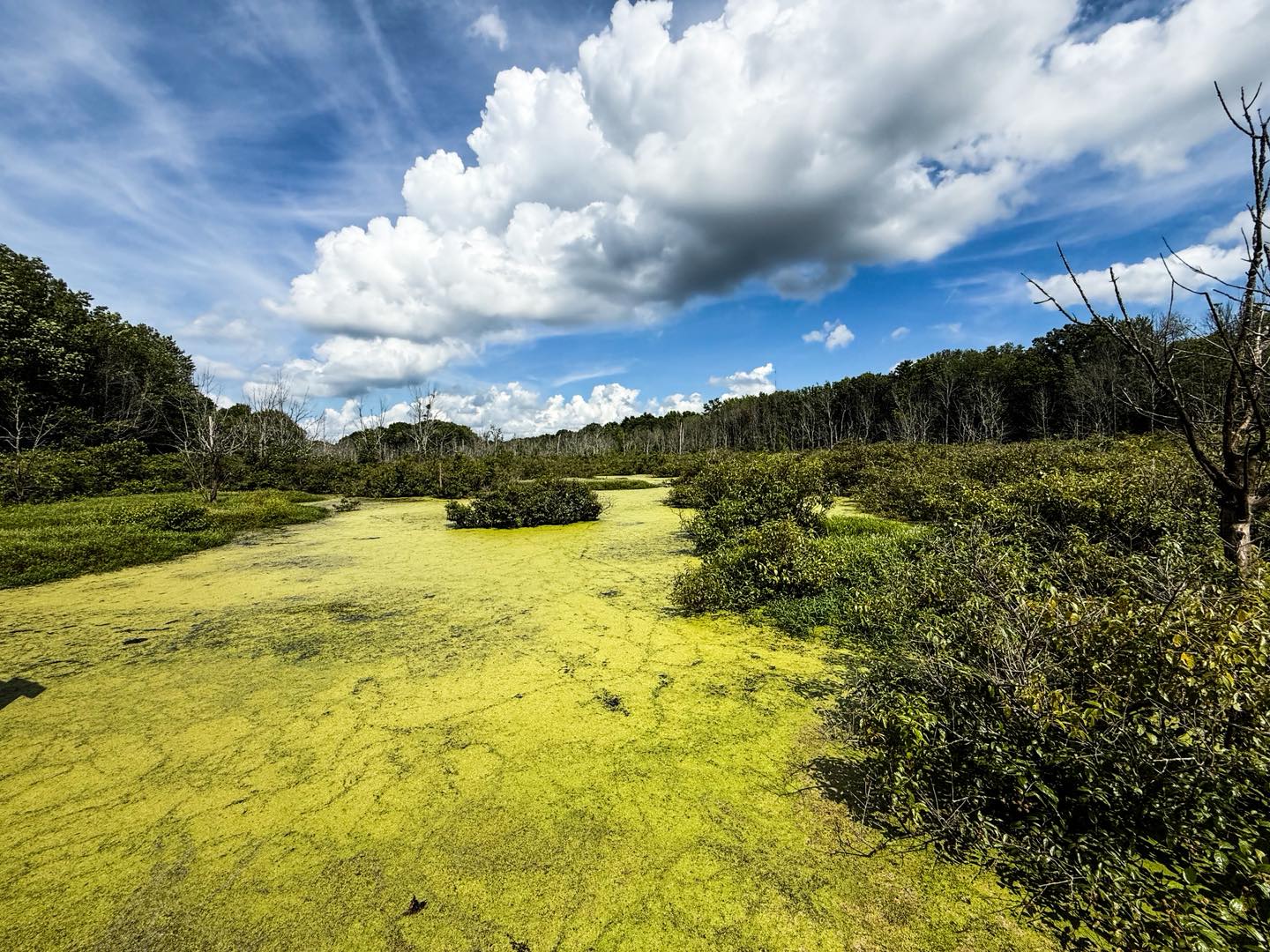 Audubon Wetlands Trail Swamp