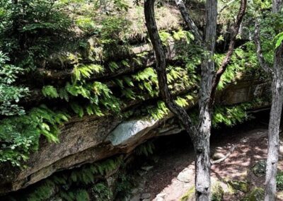Hickory Canyons Bluff Ferns