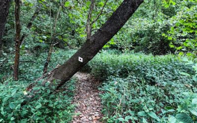 10 Small Gear Upgrades that Make Long Hikes Feel Easier